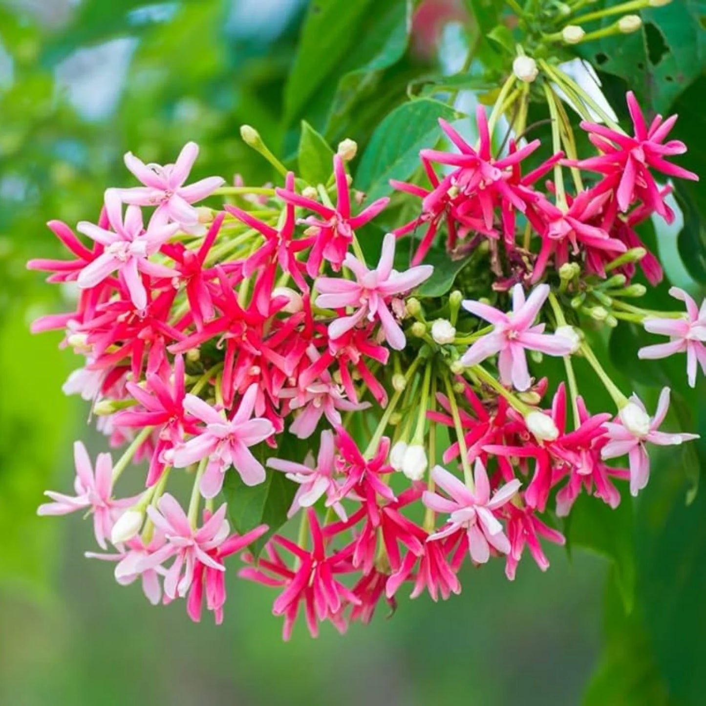 Rangoon Creeper Flowers plants