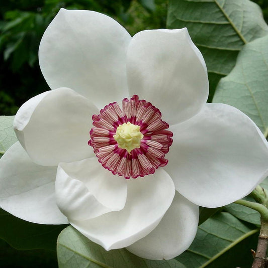 Magnolia Dwarf COCO Flowers Plants