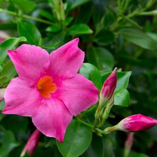 Mandevilla (Pink) Flowers Plants