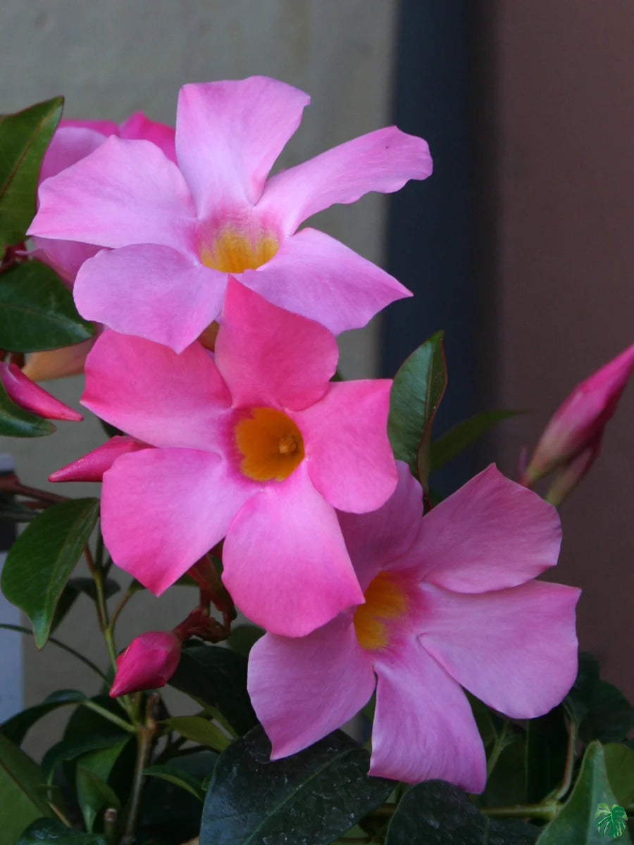 Mandevilla (Pink) Flowers Plants