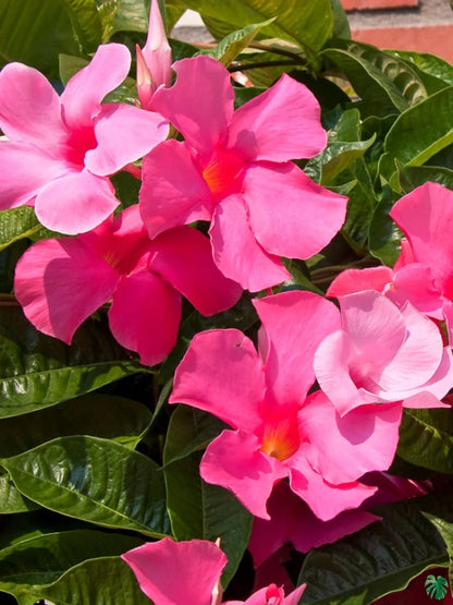 Mandevilla (Pink) Flowers Plants