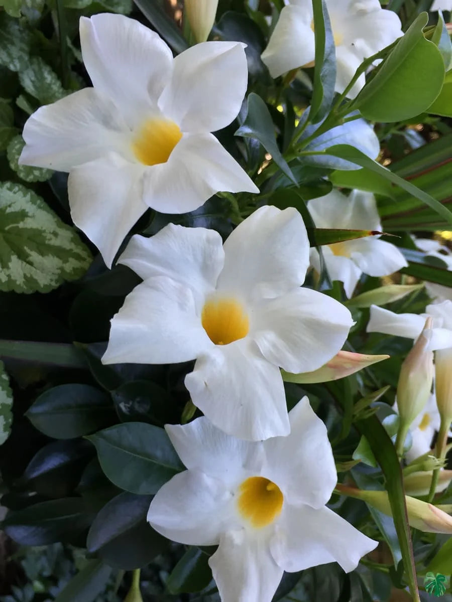 Mandevilla (White) Flowers Plants