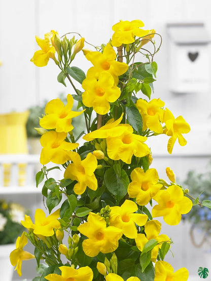 MANDEVILLA FLOWERS PLANTS (yellow)