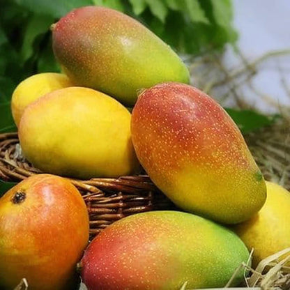 Mango Suvarnarekha Grafted Fruit Plant