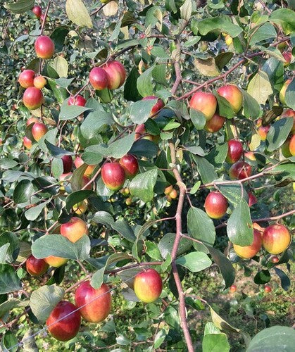 All Time Red Apple Ber- Fruit Plants