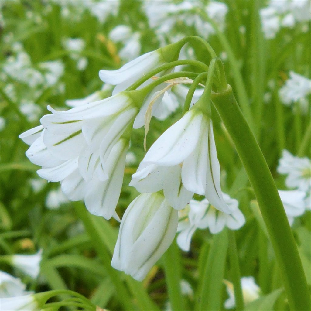 BLUE BELL  FLOWERS PLANTS (white)