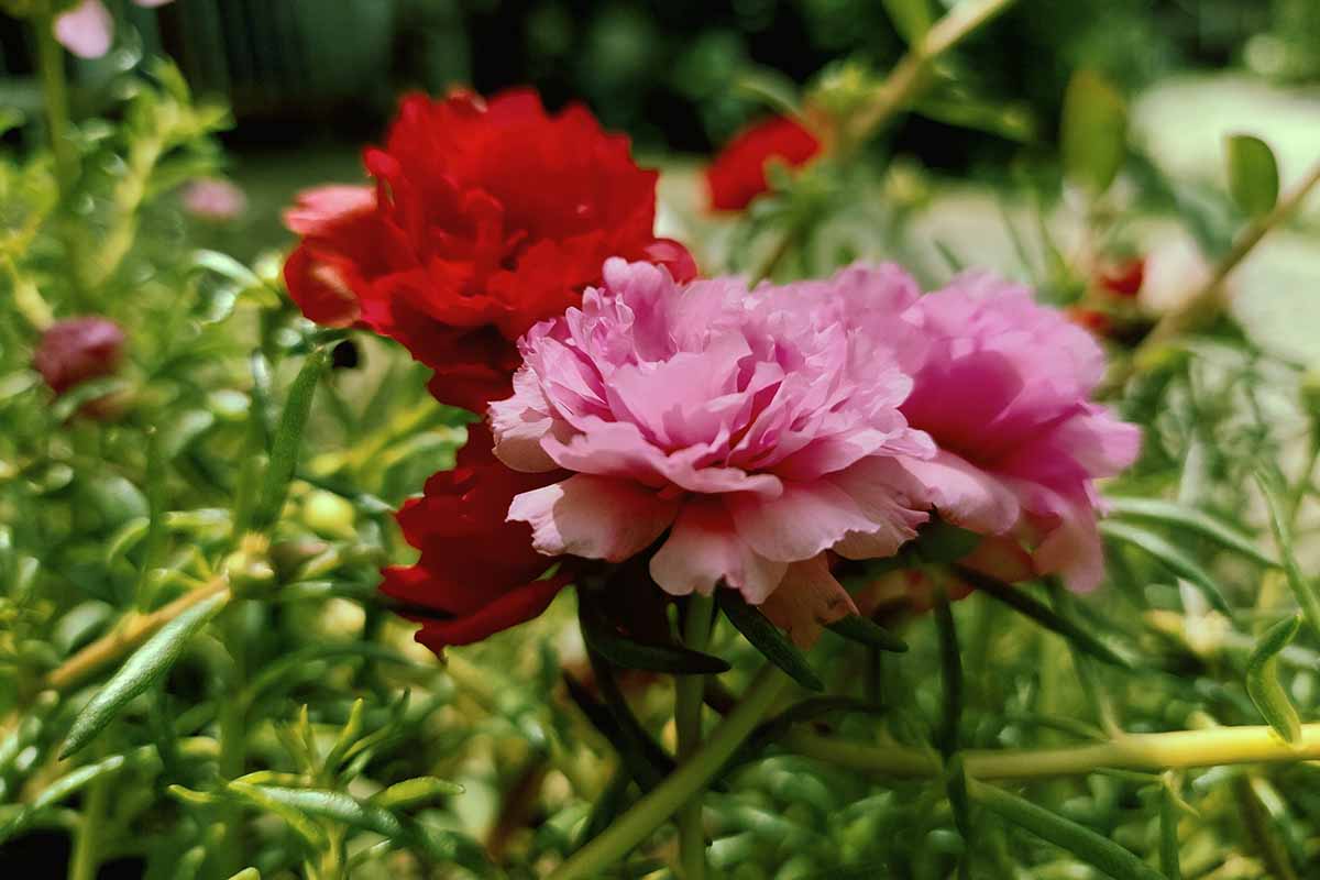 Portulaca FLOWERS PLANTS (HANGING PLANT)