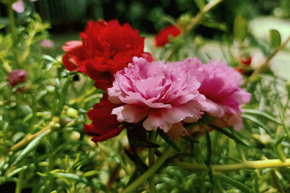 Portulaca FLOWERS PLANTS (HANGING PLANT)