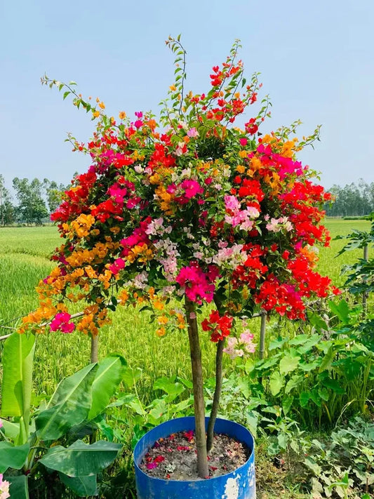 Bougainville Malti Grafted plant (1In 5-6 Colour)