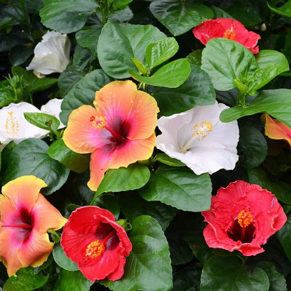 Hibiscus Multicolor Grafting (8-10)