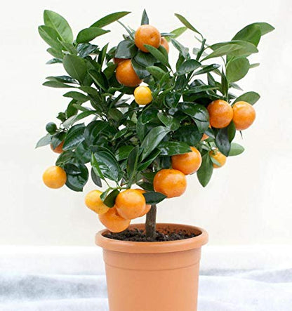 NAGPUR ORANGE FRUIT PLANTS