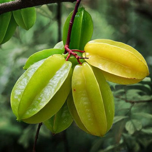 All Time Star Fruit Plant (Grafted)