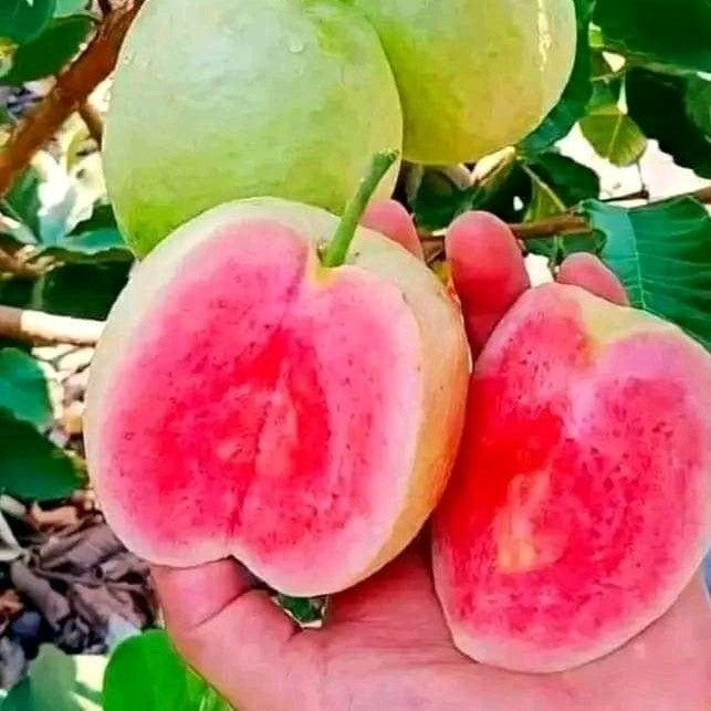 Red Daimond Guava Plants