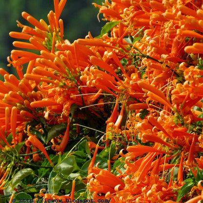 Flaming Trumpet Flowers plants