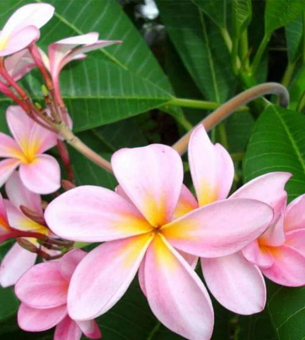 Plumeria Flowers Plant (pink)