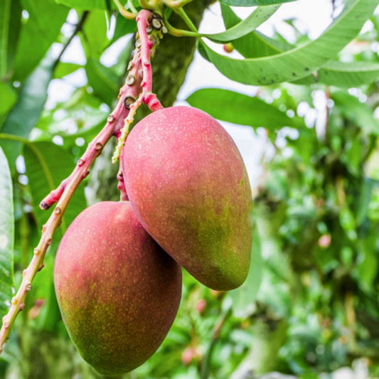 Apple Mango Grafted  fruit plant