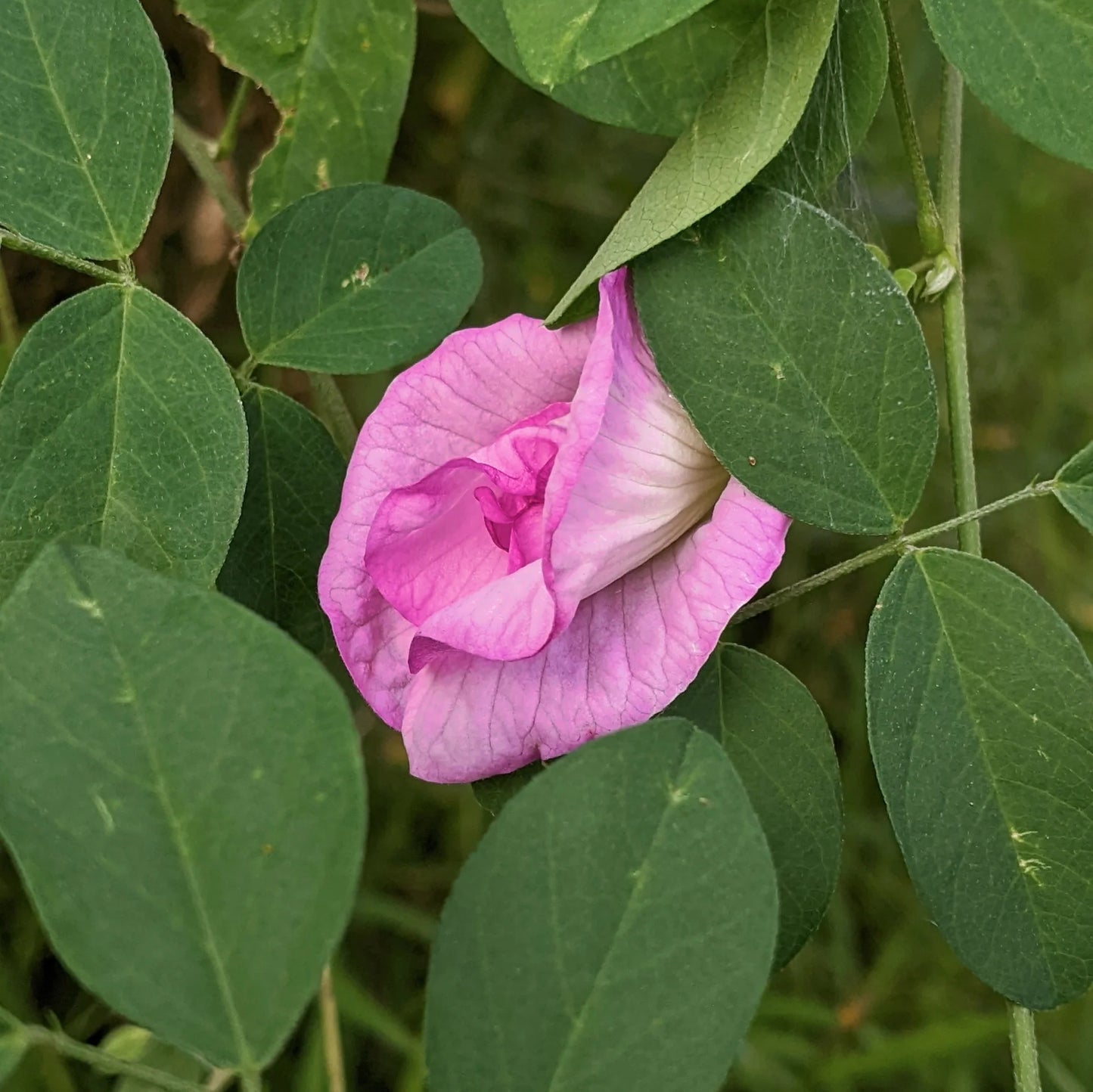 Asian pigeonwings Flowers Plants (Aparajita Pink)