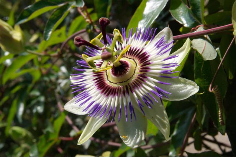 Passion Flowers Plants