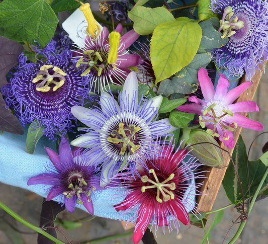 Passion Flowers Plants