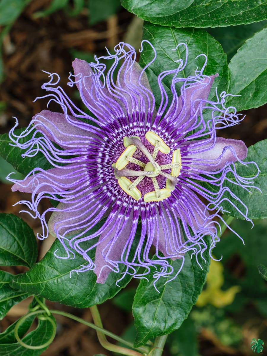 Passion Flowers Plants