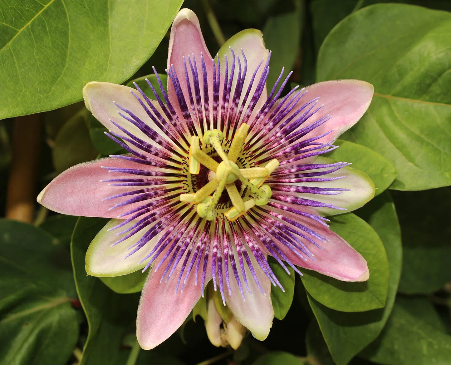 Passion Flowers Plants