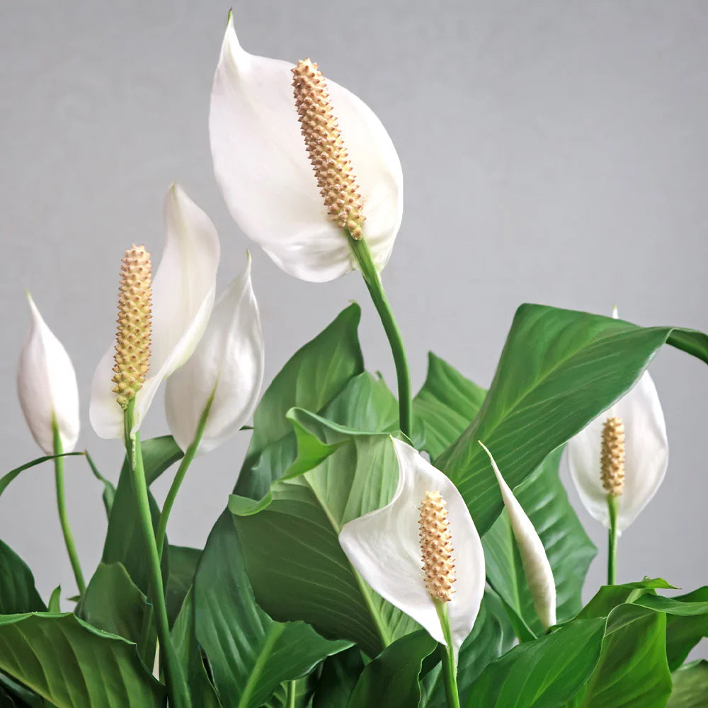 Peace Lily Flowers Plants