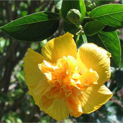 Austrilian Yellow hibiscus flowers plants