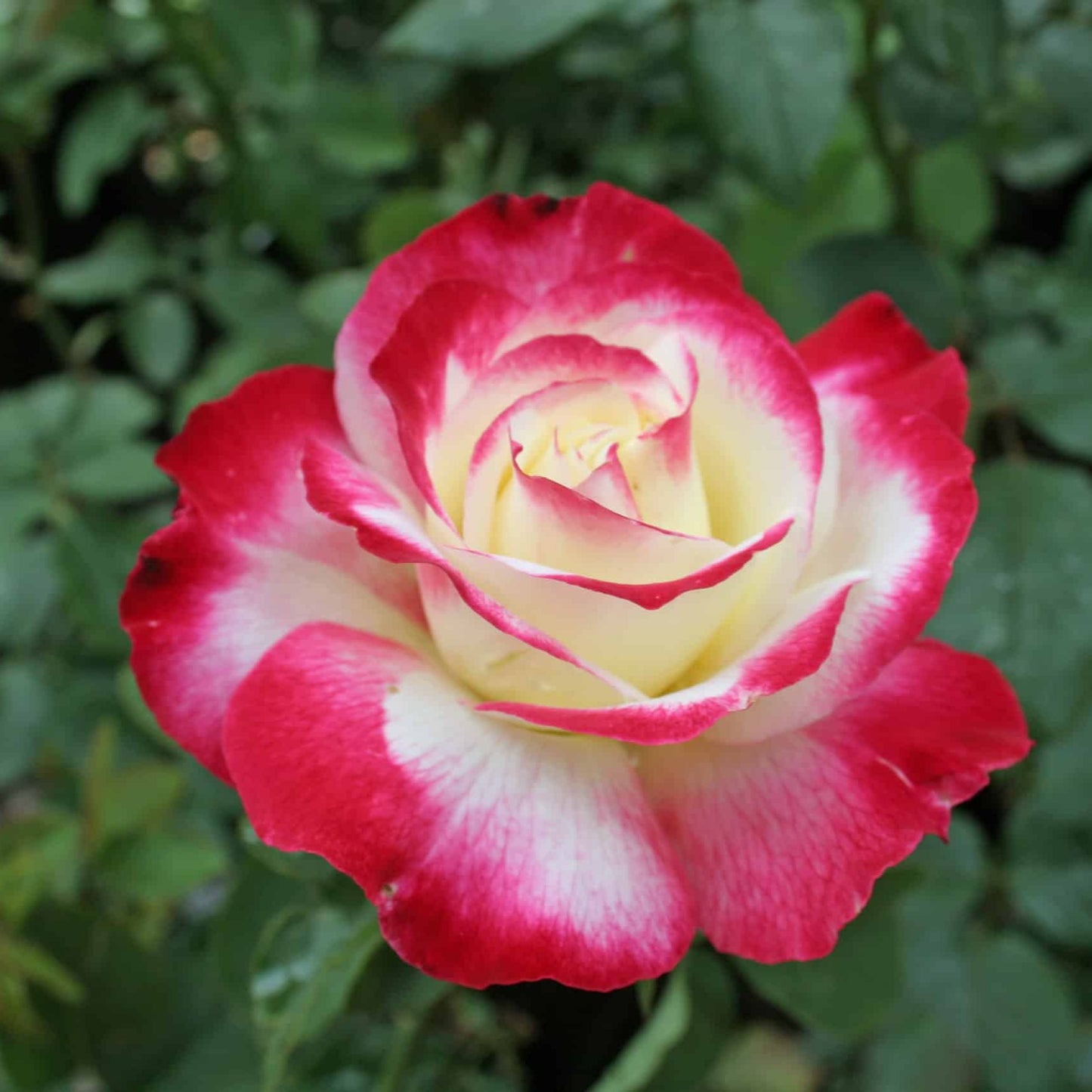 Hybrid Double Delight Flowers Plant (Rose)