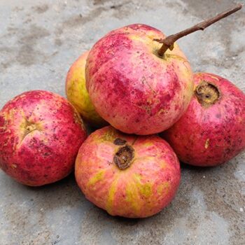 Allahabad Guava Fruit Plants