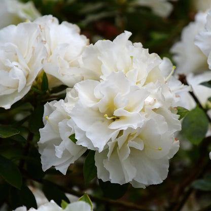 Azalea flowers plants(white)