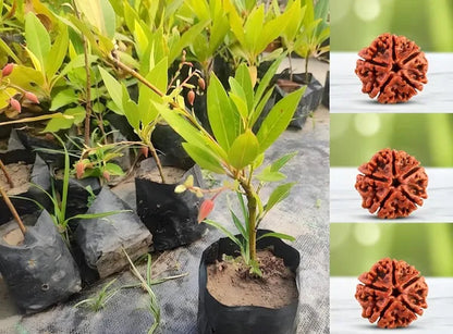 Hybrid Rudraksha Plant