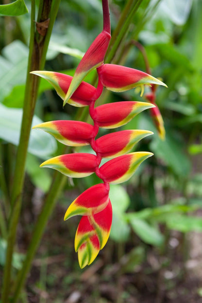 Heliconia Rostrata Flowers Plants