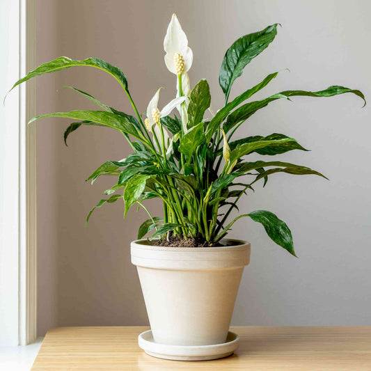 Peace Lily Plant