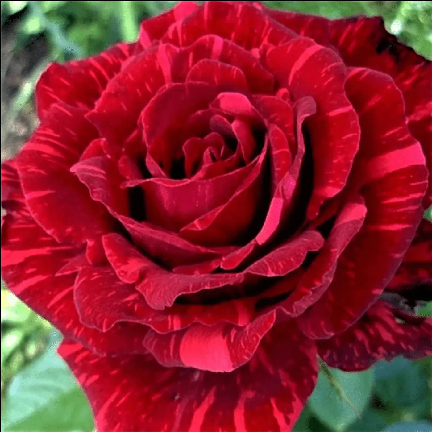 Red Rose flowers plant (Abradabra)