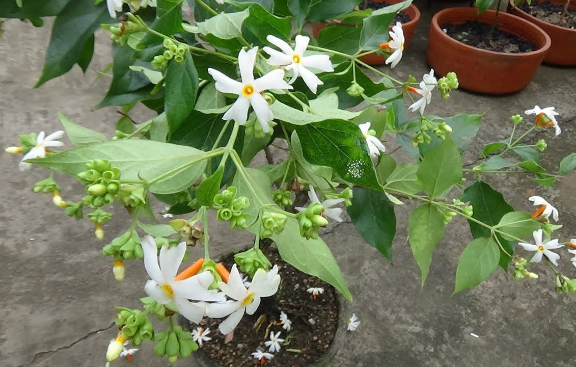 Coral Jasmine Flowers Plants