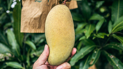 Three Taste Sweet Mango Plants