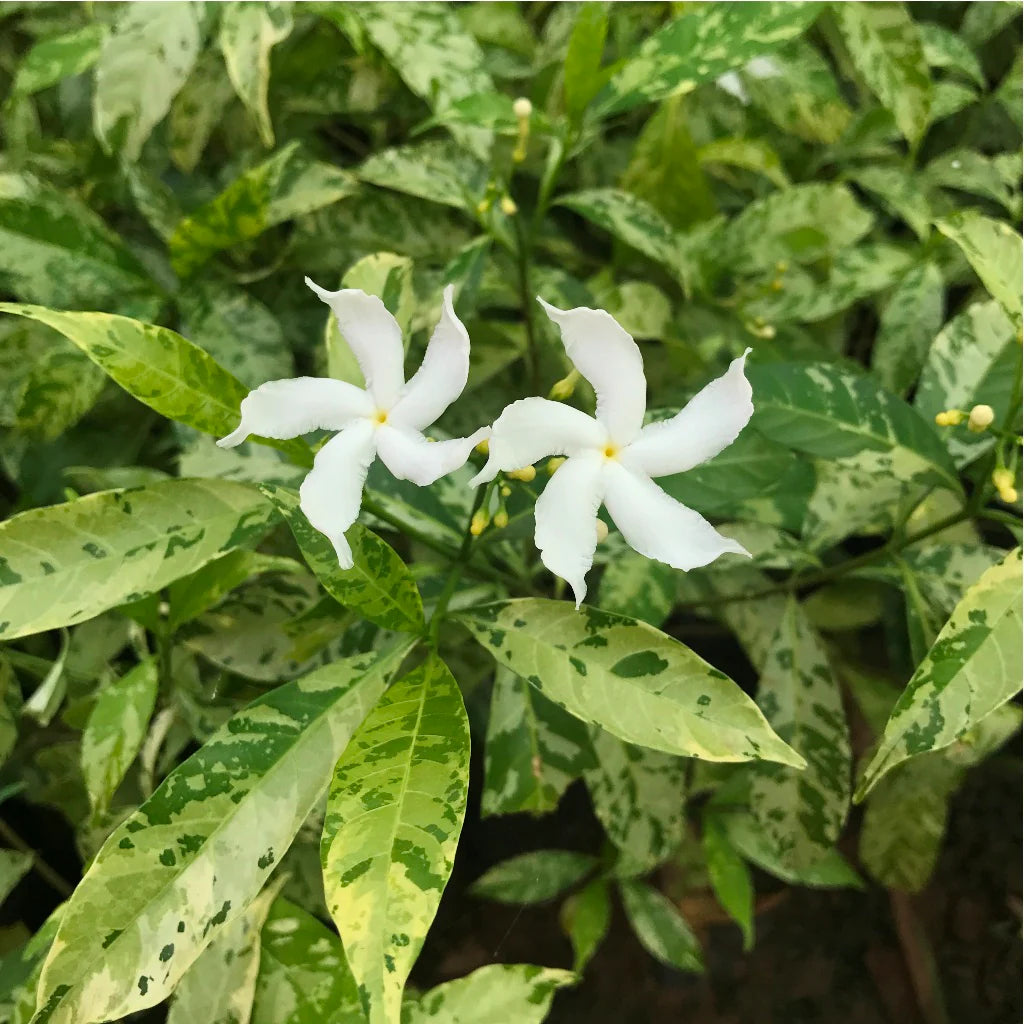 Variegated Tagar Flowers Plants