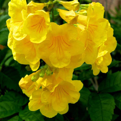 Tecoma Flowerrs plants {Yellow}