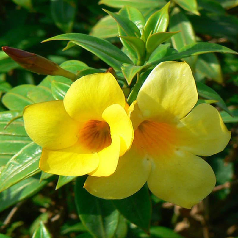 Tecoma Flowerrs plants {Yellow}