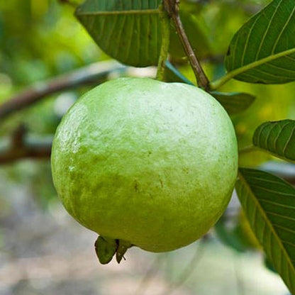 Thai 5 Guava Plants