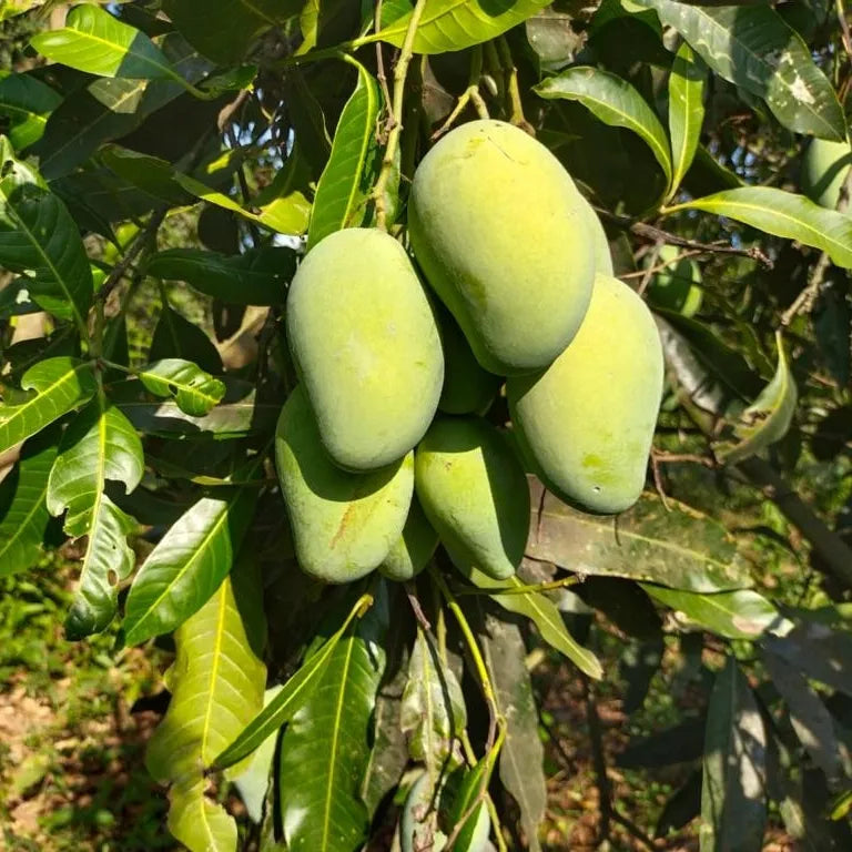 THAI DWARF All Time(Sour) mango plants