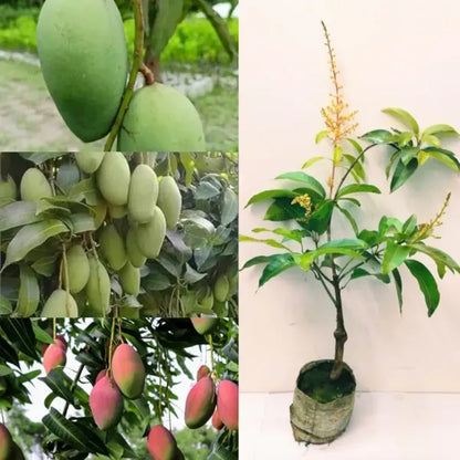 Thai All Time Mango Fruit Plant grafted