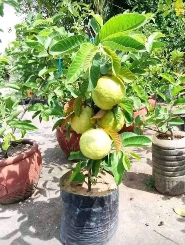 L-49 Guava Friut plant