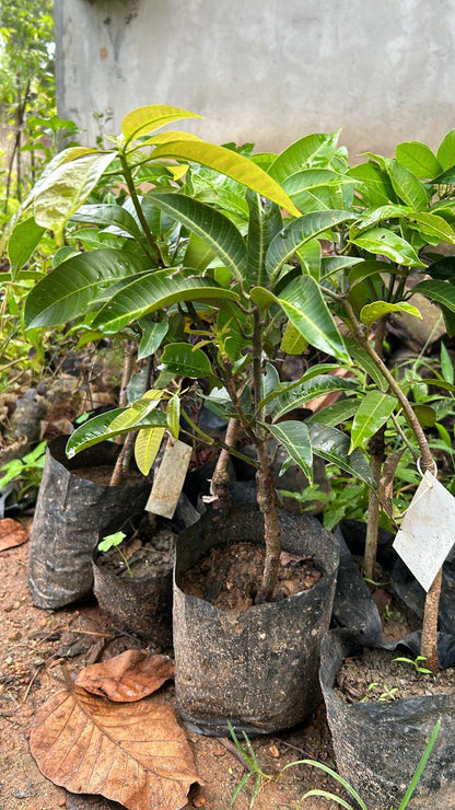 THAI B-7 MANGO Fruit plant (GRAFTING)