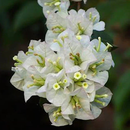 BOUGAINVILLEA WHITE  FLOWERS PLANTS