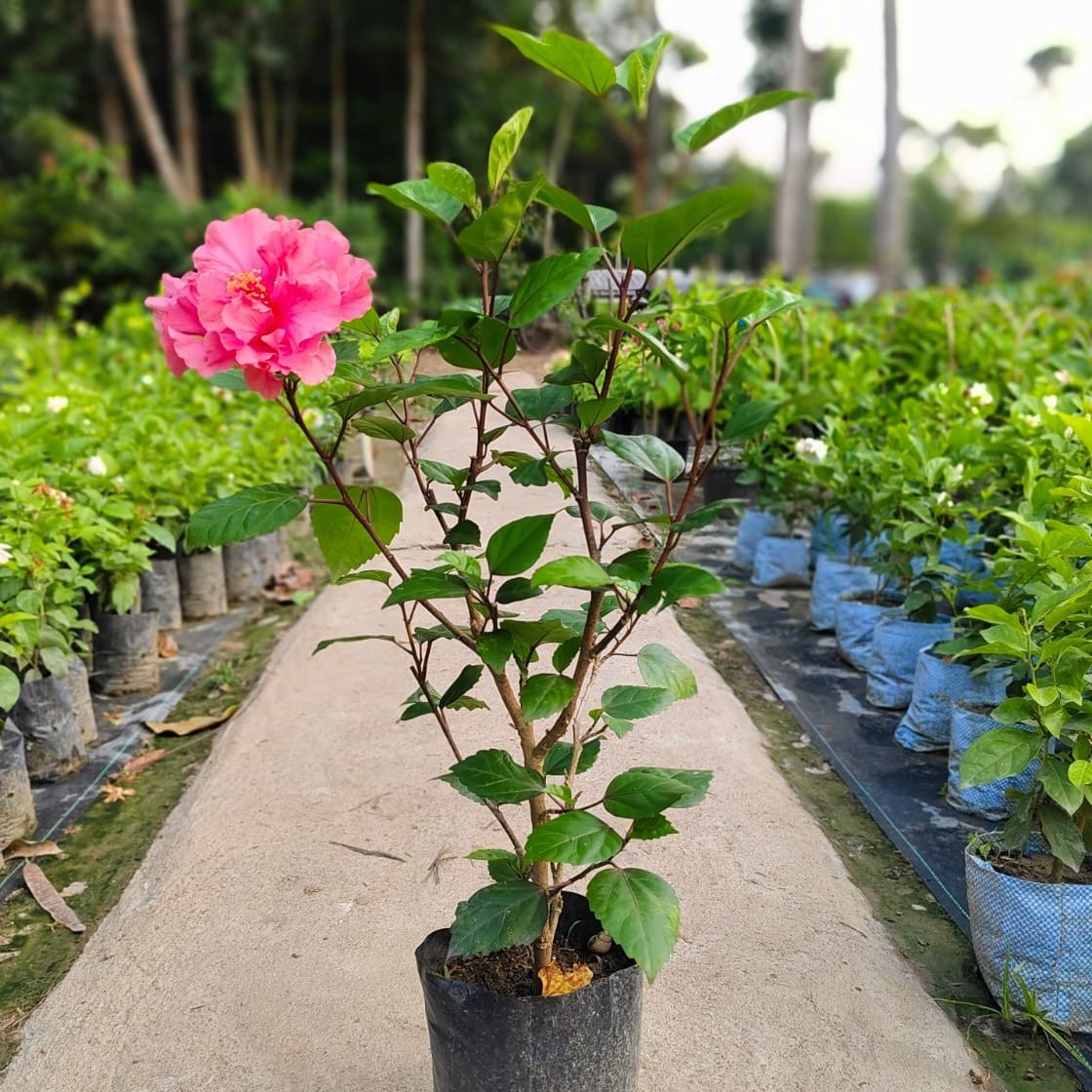 Austrilian Hibiscus Pink Thoka Flowers Plant