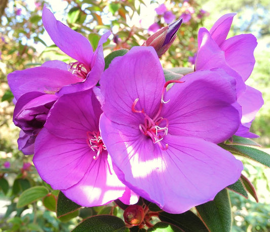 Tibouchina(Pink) Flower Plante