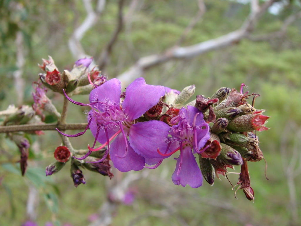 Tibouchina Flowers Plant