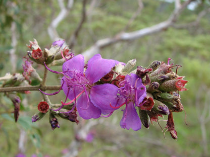 Tibouchina Flowers Plant