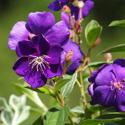 Tibouchina Flowers Plant